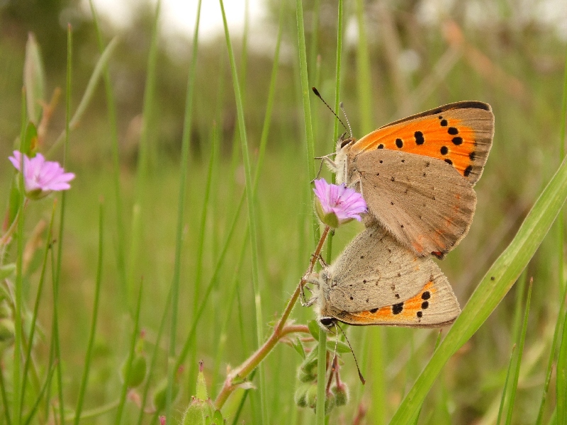 Lycaena phlaeas : accoppiamento